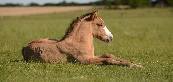 La genética del caballo al nacer