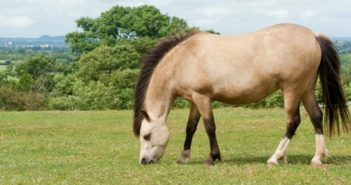 El síndrome metabólico equino y el efecto de la insulina