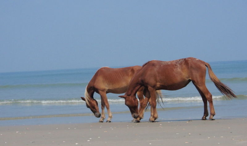 Caballos salvajes en Outer Banks