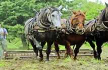 El caballo, el futuro de los viñedos ecológicos