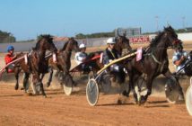 El 80% de los caballos de carreras presenta lesiones en la boca Carreras de trotones