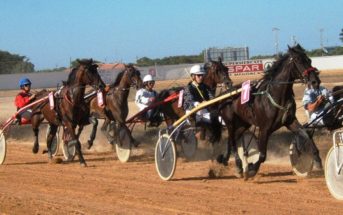 El 80% de los caballos de carreras presenta lesiones en la boca Carreras de trotones