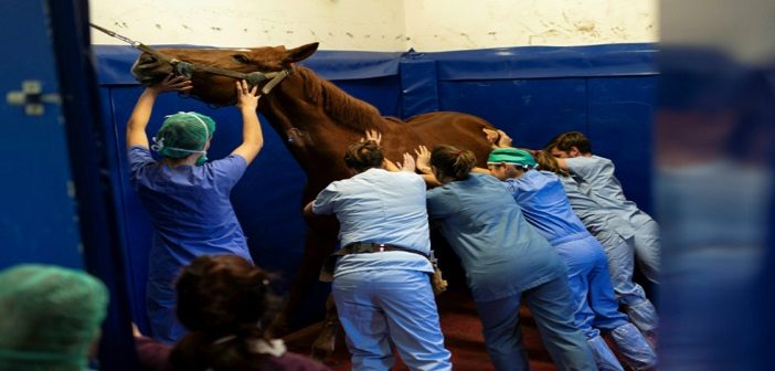clinica equina de lujo