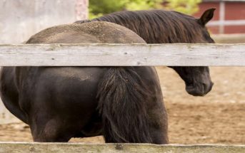 El control racional de los parásitos internos en caballos parásitos intestinales