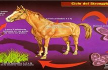 Parásitos internos en caballos