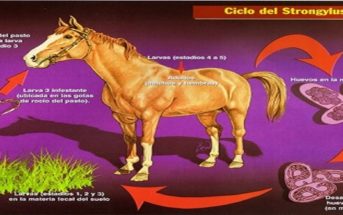Parásitos internos en caballos