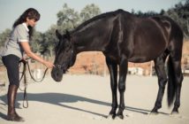 Pie a tierra, los fundamentos de la educación de tu caballo