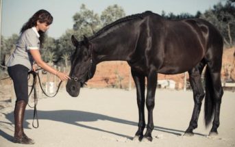 Pie a tierra, los fundamentos de la educación de tu caballo