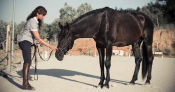 Pie a tierra, los fundamentos de la educación de tu caballo