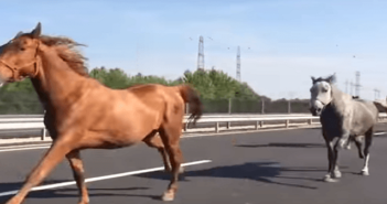 Una manada de caballos corriendo en libertad… por una autopista
