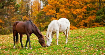 Laminitis de otoño ¿y ahora qué hago?
