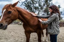 Los caballos curan