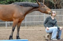 ¿Porque se obtienen tan buenos resultados en las terapias con caballos?
