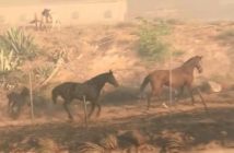 Un caballo se juega la vida para salvar a su familia en los incendios de California