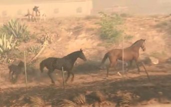 Un caballo se juega la vida para salvar a su familia en los incendios de California