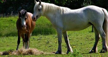 Cólicos en caballos: evita distribuir la alimentación diaria de tu caballo en pocas dosis