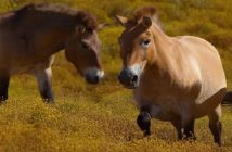 Chernóbil: un santuario para caballos salvajes