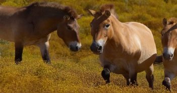 Chernóbil: un santuario para caballos salvajes