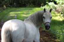 Los caballos disminuyen el número de parpadeos cuando están estresados