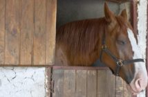 Responsabilidades en la compra y en la venta de caballos
