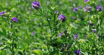 Alfalfa: ¿ángel o demonio?