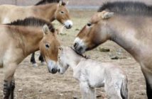 Nacen 47 potrillos Przewalski en el noroeste de China