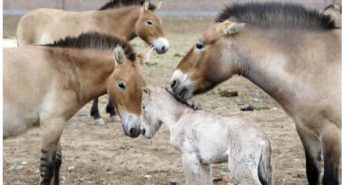 Nacen 47 potrillos Przewalski en el noroeste de China