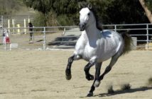El caballo andaluz