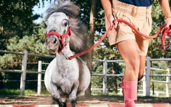 El caballo más pequeño del mundo