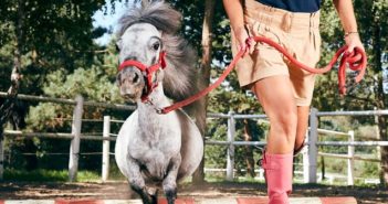 El caballo más pequeño del mundo