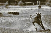 Los juegos del potro son necesarios para un buen desarrollo oseo