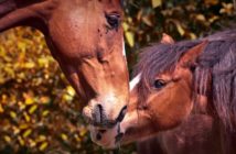 ¿Cómo medimos la calidad de vida de un caballo?