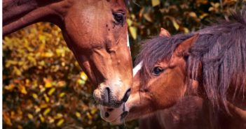 ¿Cómo medimos la calidad de vida de un caballo?