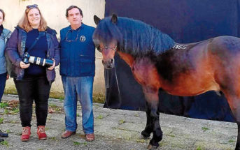 Inmortalizan el caballo gallego