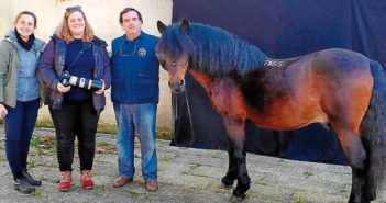 Inmortalizan el caballo gallego