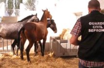En 2017 se vendió carne ilegal de caballo para consumo humano