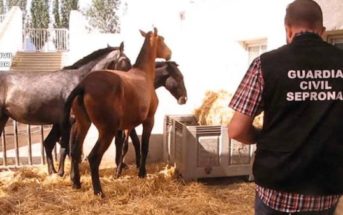 En 2017 se vendió carne ilegal de caballo para consumo humano