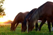La importancia de la socialización para el caballo de deporte