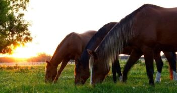 La importancia de la socialización para el caballo de deporte