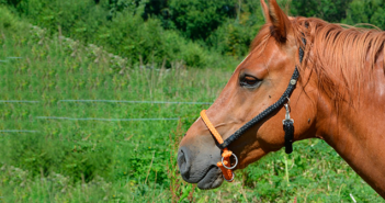 ¿Cómo elegir el caballo adecuado?