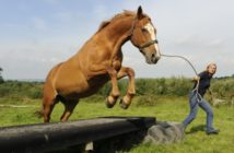 El «agility» equino