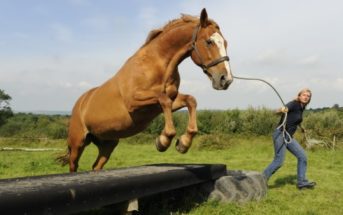 El «agility» equino