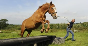 El «agility» equino