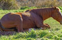 ¿De que depende que nuestro caballo tenga un descanso reparador?