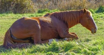 ¿De que depende que nuestro caballo tenga un descanso reparador?