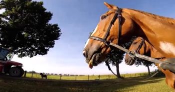 Las señales de calma de los caballos que vale la pena conocer y utilizar