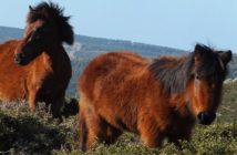 ¿Camino a la extinción del caballo salvaje gallego?