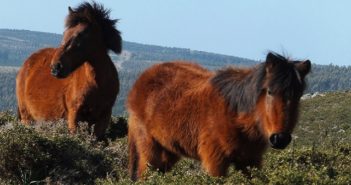 ¿Camino a la extinción del caballo salvaje gallego?