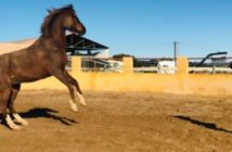 Entrenamiento en Libertad. Parte I: Los fundamentos