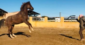 Entrenamiento en Libertad. Parte I: Los fundamentos